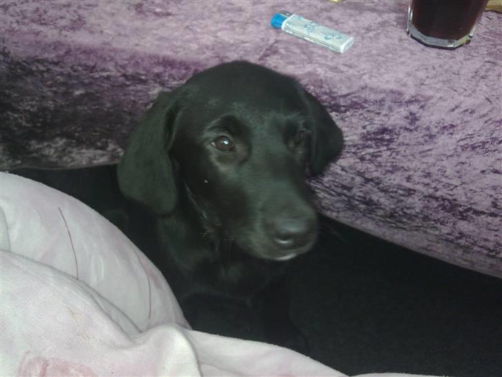 Labrador retriever Gabbi billede 9