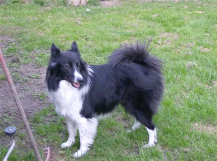 Blanding af racer Rex billede 1