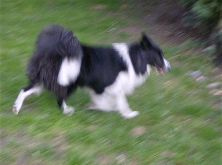 Blanding af racer Rex billede 2