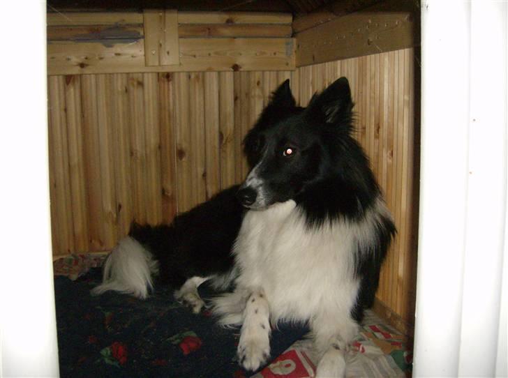 Blanding af racer Rex billede 3