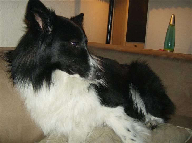 Blanding af racer Rex billede 4