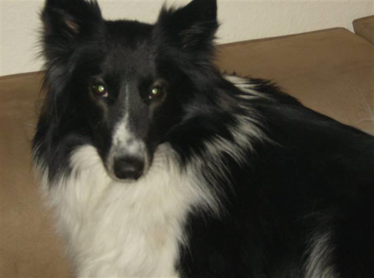 Blanding af racer Rex billede 5