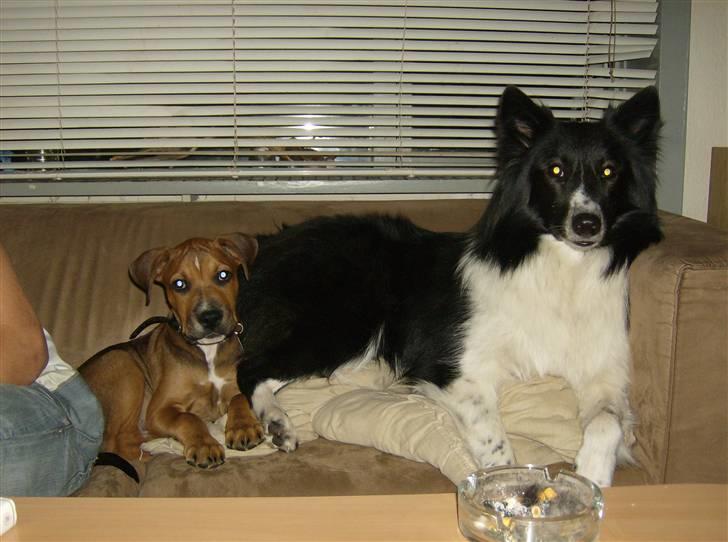 Blanding af racer Rex billede 6