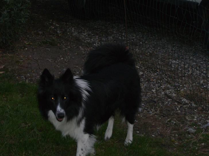 Blanding af racer Rex billede 7