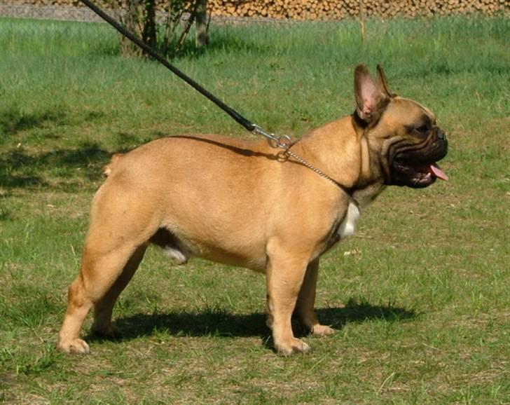Fransk bulldog Flash Von  billede 1
