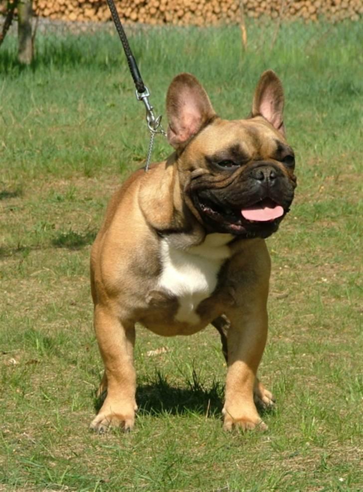 Fransk bulldog Flash Von  billede 2