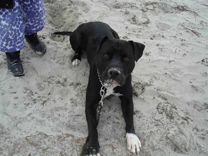 Amerikansk staffordshire terrier Cato billede 13