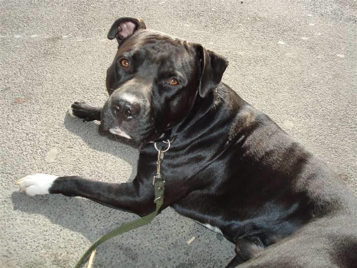 Amerikansk staffordshire terrier Cato billede 14