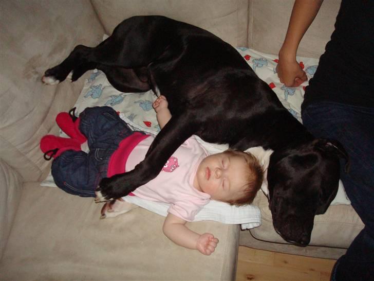 Amerikansk staffordshire terrier Cato billede 15