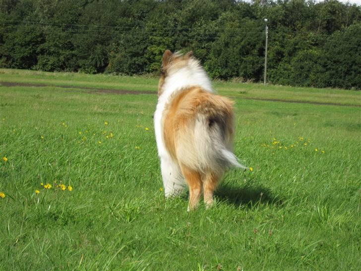 Collie langhåret Beyond Imagination - Mio billede 12