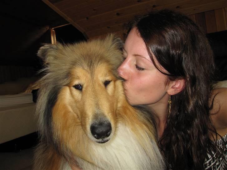 Collie langhåret Beyond Imagination - Mio billede 13