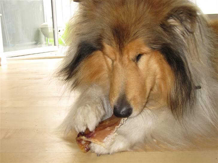 Collie langhåret Beyond Imagination - Mio billede 14