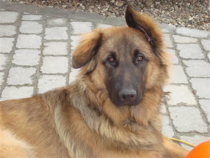 Blanding af racer Rico billede 9