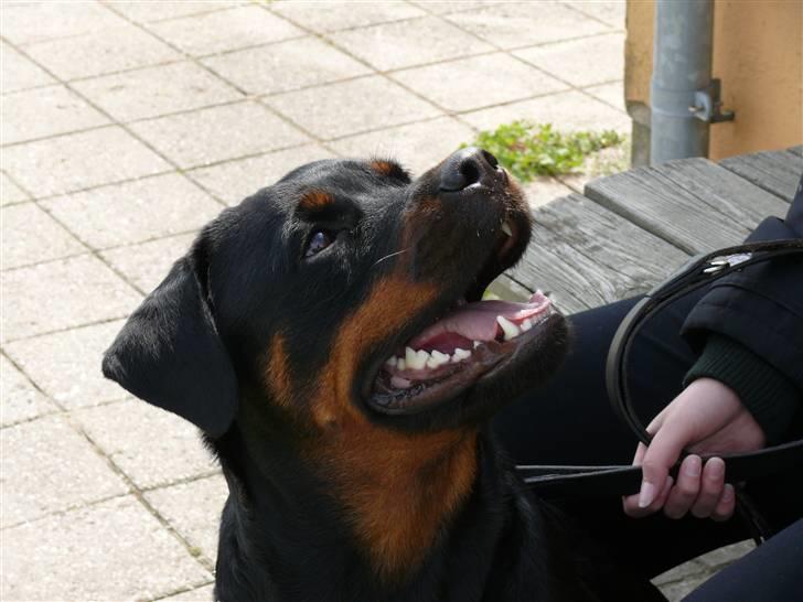 Rottweiler Bella *MIT ET & ALT* *R.I.P*  - Neej, hvor kan jeg se dejlig ud billede 13