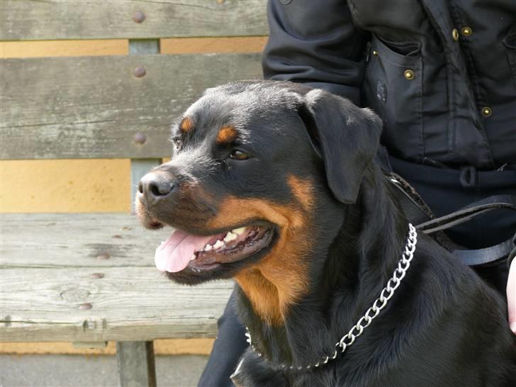 Rottweiler Bella *MIT ET & ALT* *R.I.P*  - Mors vagthund ! billede 14