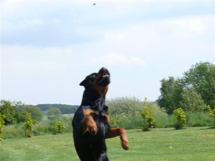 Rottweiler Bella *MIT ET & ALT* *R.I.P*  - Så griber jeg godbiden  billede 15