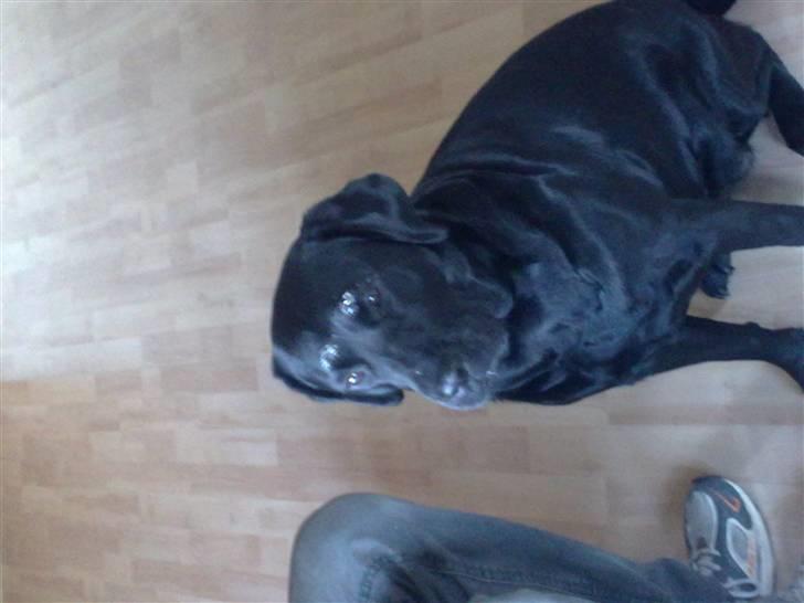 Labrador retriever cherri - her har jeg lige slikket skålen ren for flødeskum billede 11