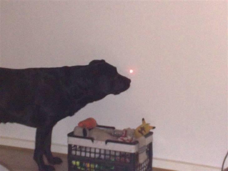 Labrador retriever cherri - nej hvad er det for en prik der er der på vægen billede 12