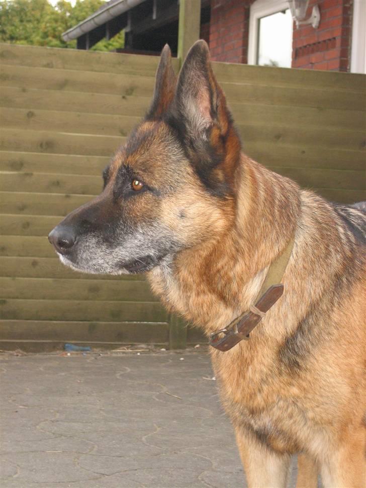 Schæferhund Sif   - 1#  billede 1