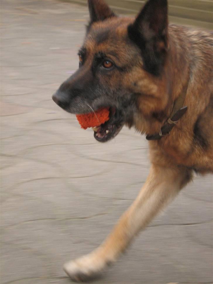 Schæferhund Sif   billede 2