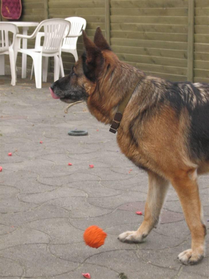 Schæferhund Sif   billede 3