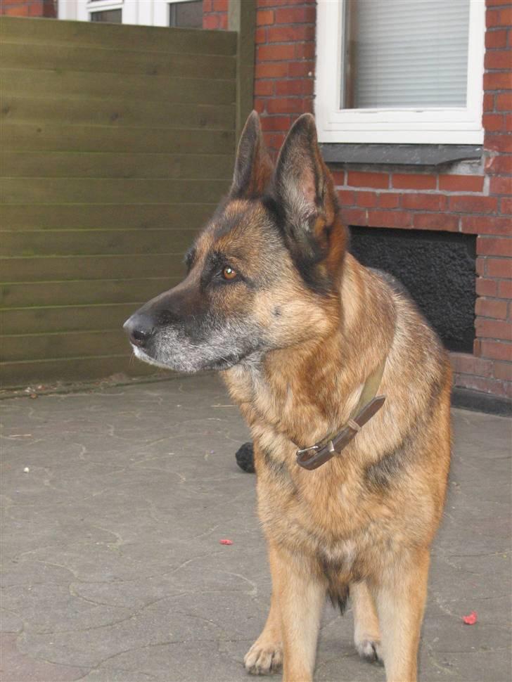 Schæferhund Sif   billede 4