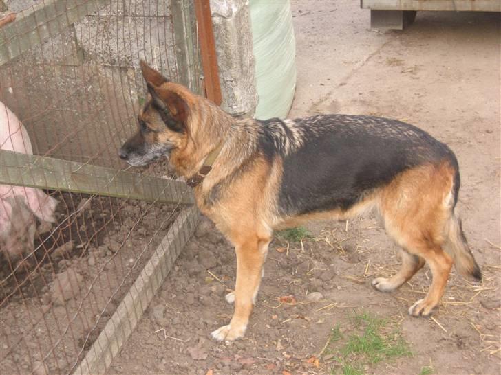 Schæferhund Sif   billede 5