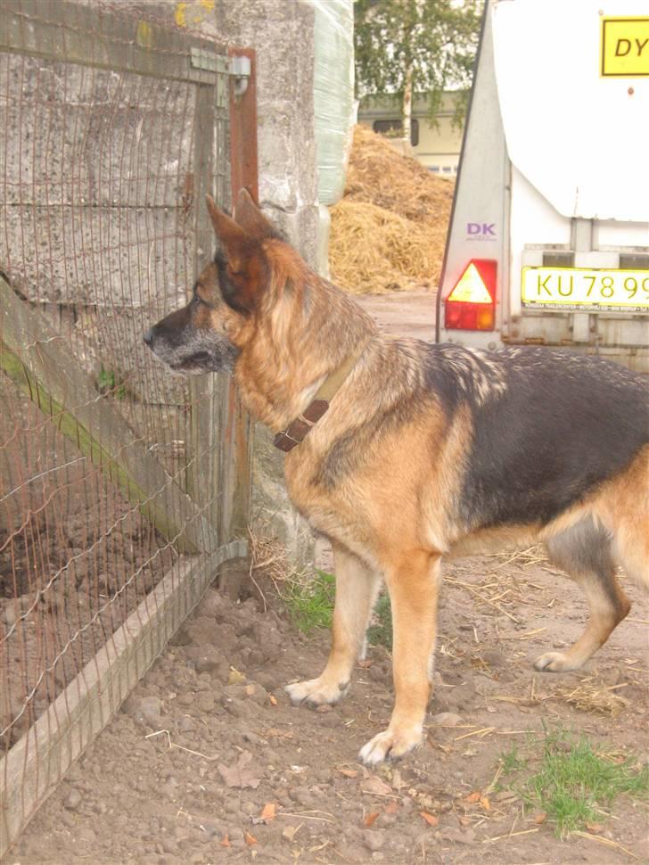 Schæferhund Sif   billede 6