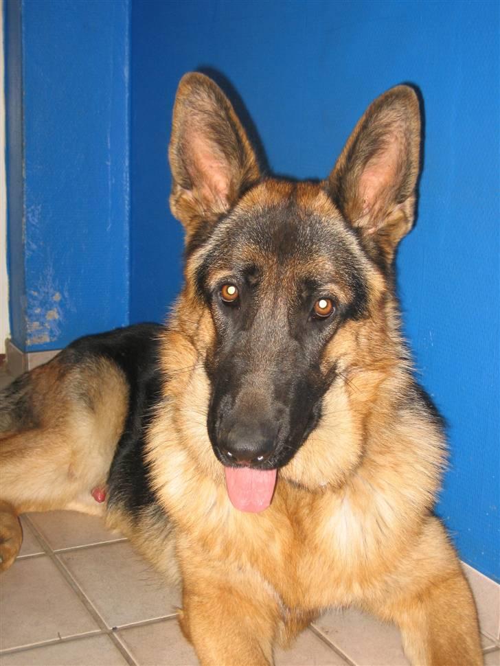 Schæferhund Jack billede 7