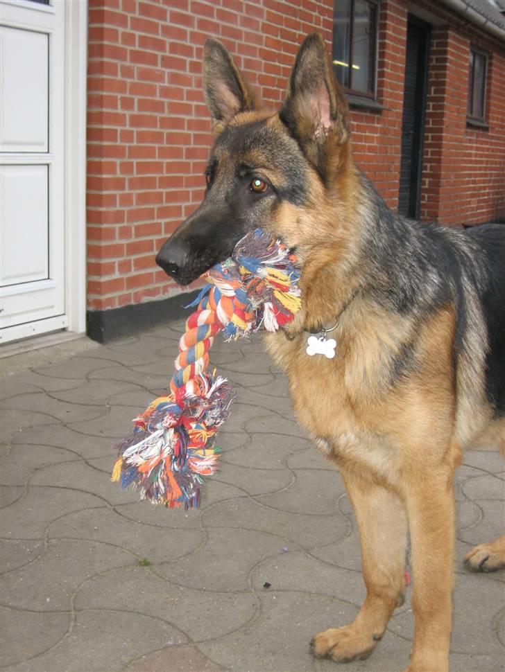 Schæferhund Jack billede 8