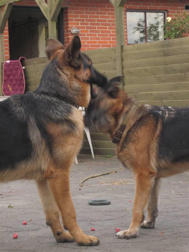 Schæferhund Jack billede 9