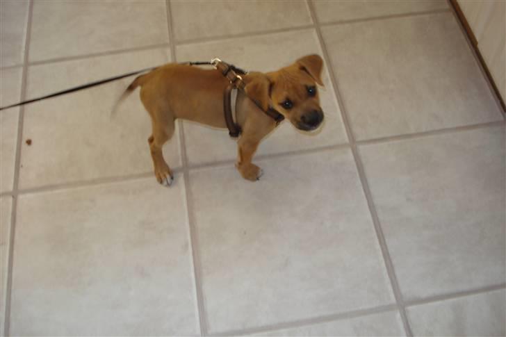 Blanding af racer gaja - så er jeg lige kommet hjem til mine nye ejer, det er da et underligt sted... billede 1