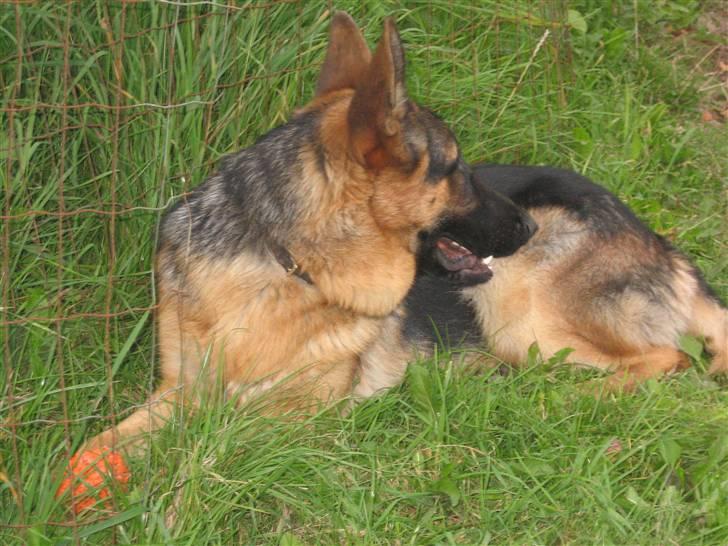 Schæferhund Jack billede 10