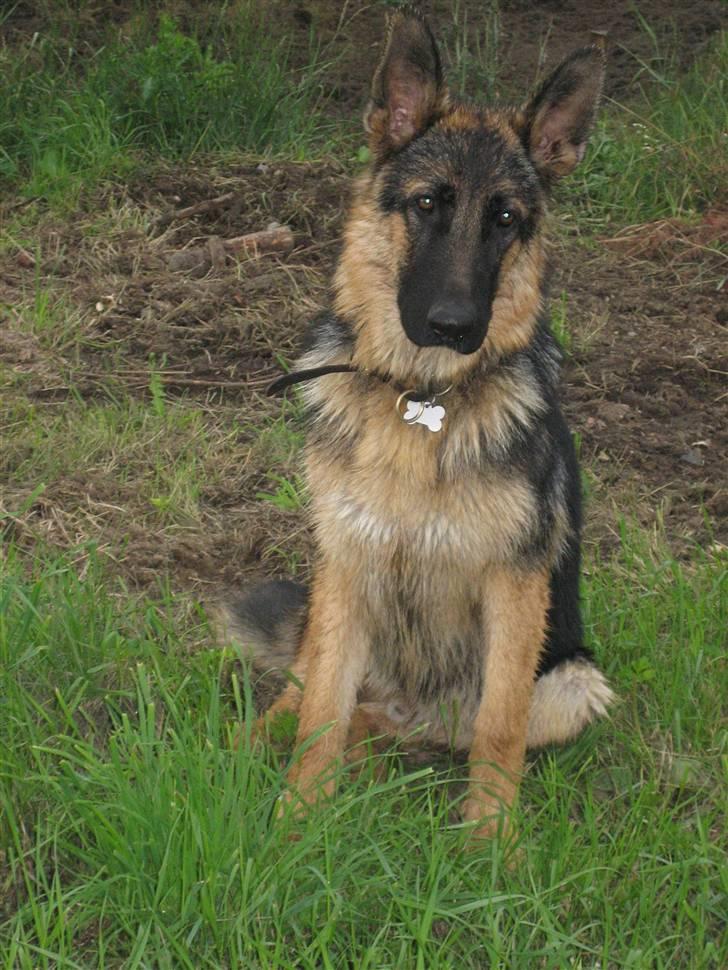 Schæferhund Jack billede 11