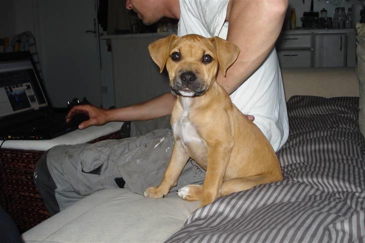 Blanding af racer gaja - så hygger far og jeg i sofaen ;) billede 2