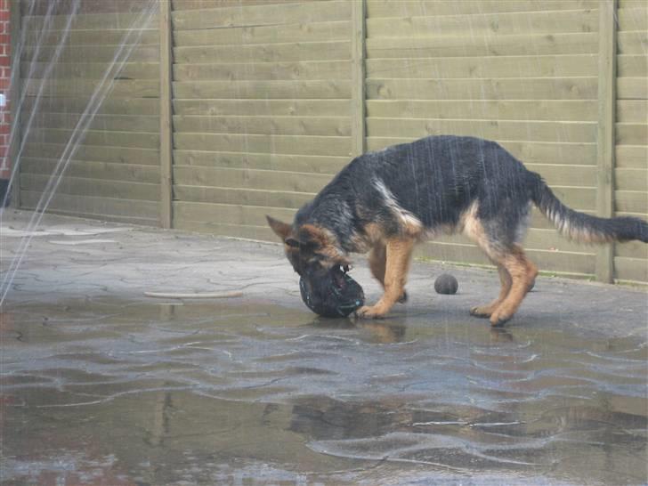 Schæferhund Jack billede 12