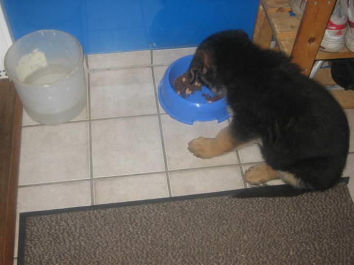 Schæferhund Jack - Som baby billede 13