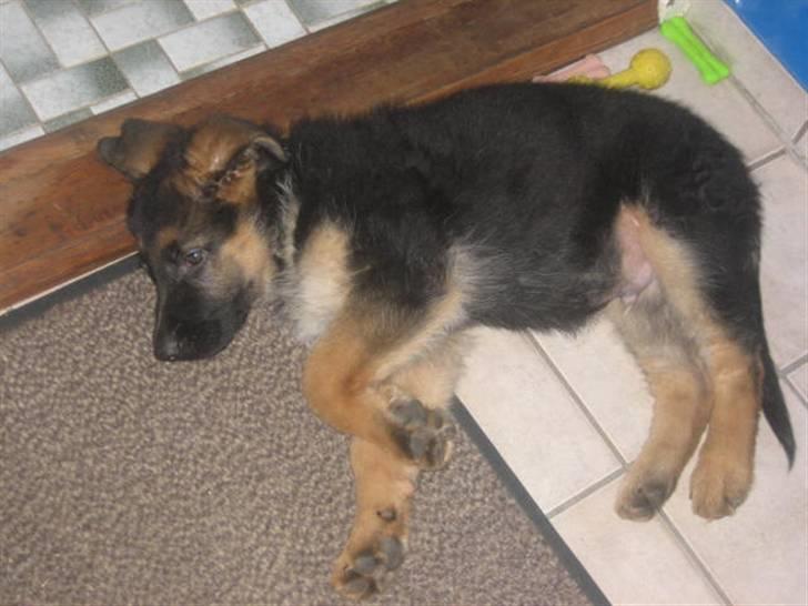 Schæferhund Jack - Som baby billede 14