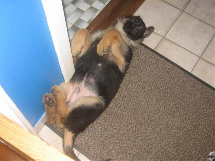 Schæferhund Jack - Som baby billede 15