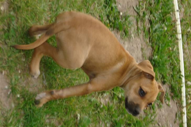 Blanding af racer gaja billede 3