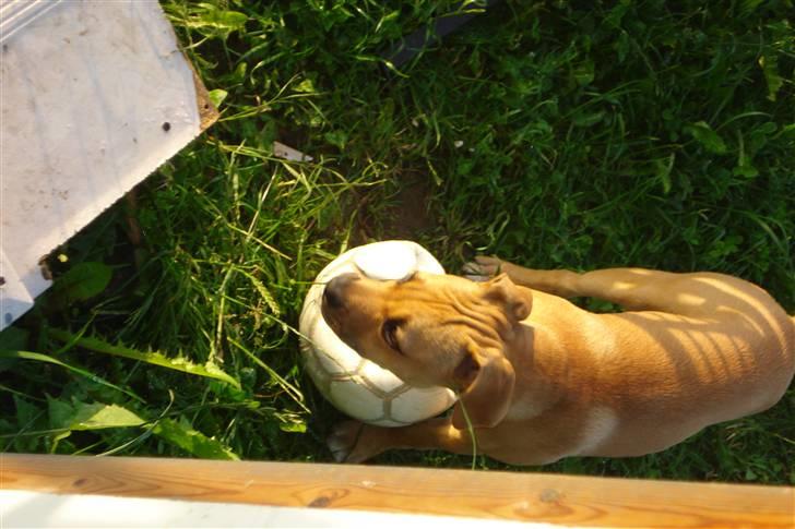 Blanding af racer gaja billede 4