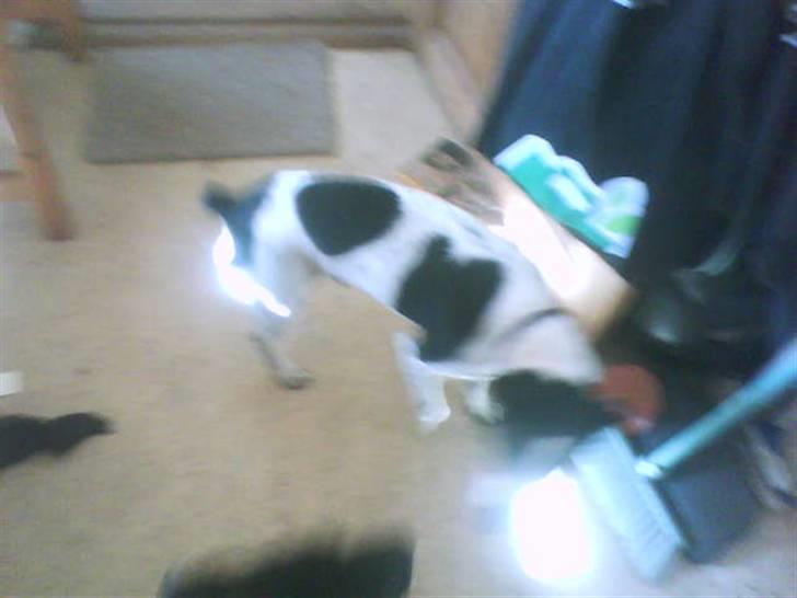 Dansk svensk gaardhund spedi billede 11