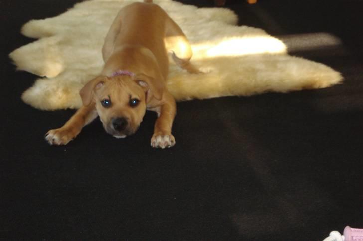 Blanding af racer gaja - så vil jeg lege. jeg er klar parat.. billede 5