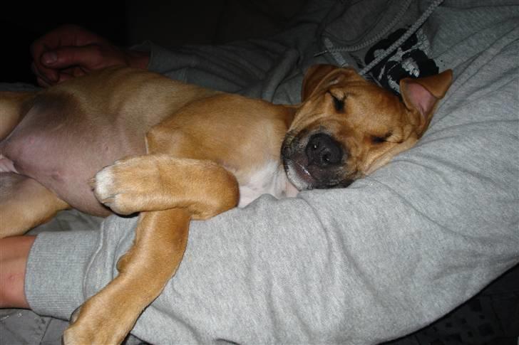 Blanding af racer gaja - så blev jeg træt, og det bedste sted at sove er i fars arme billede 6