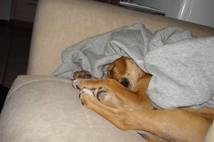 Blanding af racer gaja billede 7