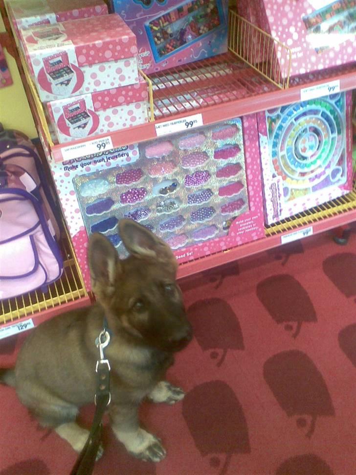 Schæferhund Kenzally´s Alpha (Kenzo) R.I.P   : ( - Kenzo i fætter BR d.24-09-09 (12 uger gammel ) billede 17