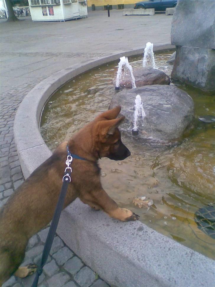 Schæferhund Kenzally´s Alpha (Kenzo) R.I.P   : ( - Kenzo ved springvandet på torvet i Nykøbing Falster, en af vores byture ; ) billede 18