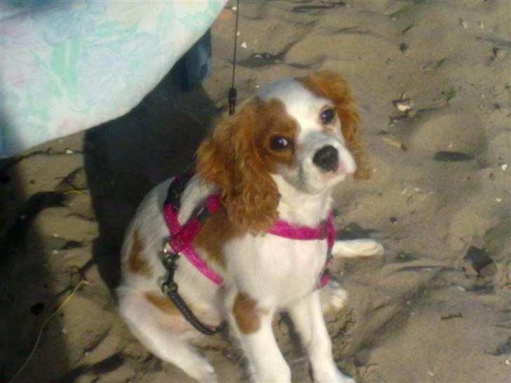 Cavalier king charles spaniel Maddie billede 2