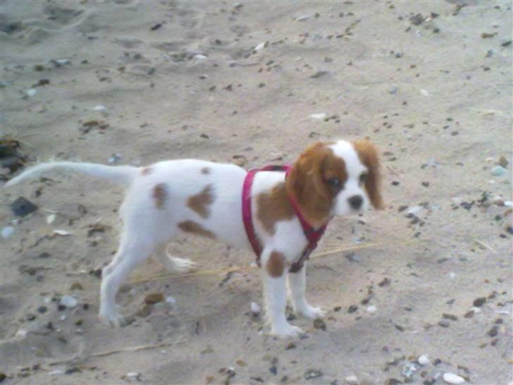 Cavalier king charles spaniel Maddie billede 3