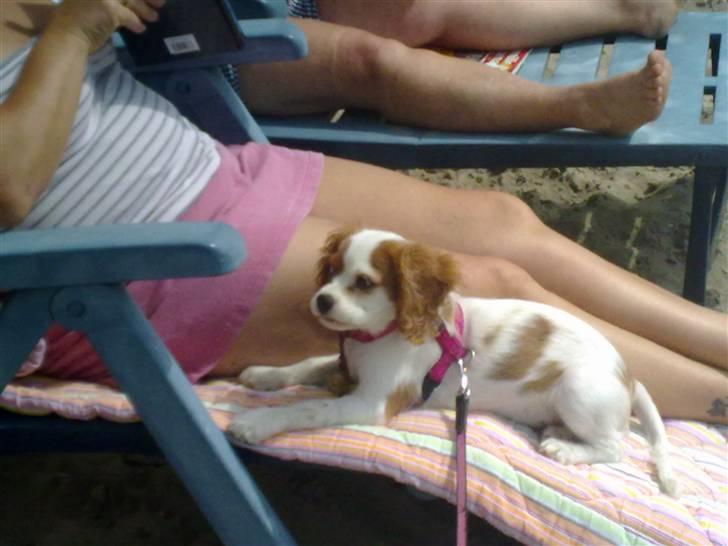 Cavalier king charles spaniel Maddie billede 4